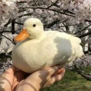 Meet your Posher, Lillyane